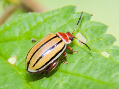Kuschelina tenuilineata