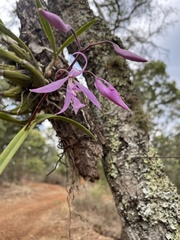 Encyclia adenocaula