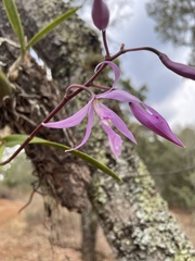 Encyclia adenocaula