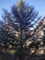 Abies pinsapo marocana