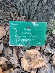 Abies pinsapo marocana