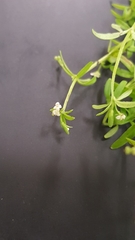 Galium tinctorium