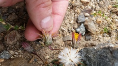 Trichocline dealbata