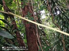 Luvunga sarmentosa