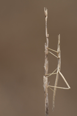 Tetanorhynchini