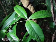 Luvunga sarmentosa