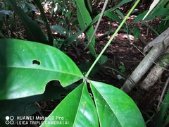 Luvunga sarmentosa