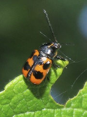 Cryptocephalus quinquepunctatus