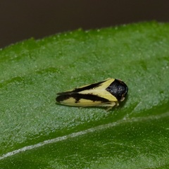 Oncopsis variabilis