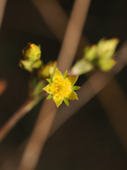 Potentilla gracilis elmeri