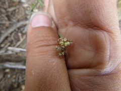 Lomatium nevadense