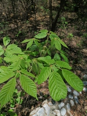 Handroanthus impetiginosus