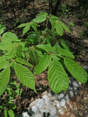 Handroanthus impetiginosus