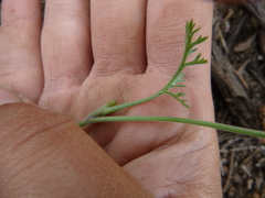 Lomatium nevadense