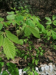 Handroanthus impetiginosus