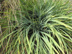 Aciphylla scott-thomsonii