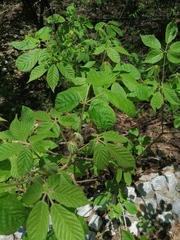 Handroanthus impetiginosus