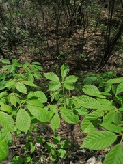 Handroanthus impetiginosus