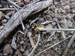 Lomatium nevadense