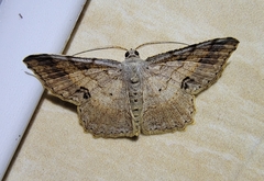 Chiasmia emersaria