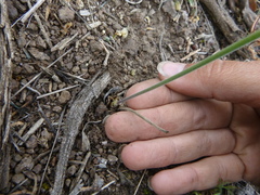 Lomatium nevadense