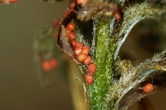Polyploca ridens