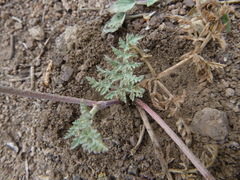 Lomatium nevadense