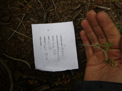 Lomatium nevadense
