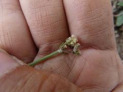 Lomatium nevadense