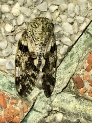 Platypleura kaempferi