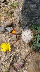 Trichocline dealbata