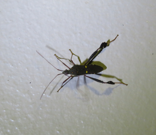 Leptoglossus tetranotatus
