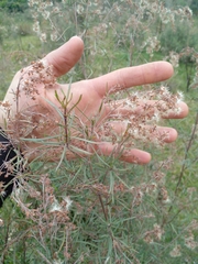 Acanthostyles buniifolius
