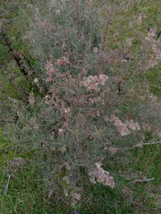 Acanthostyles buniifolius
