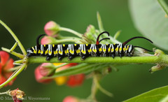 Danaus gilippus