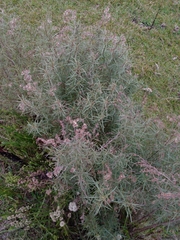 Acanthostyles buniifolius