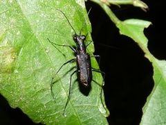 Odontocheila molesta