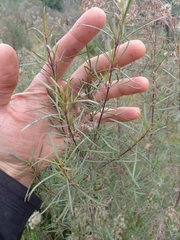 Acanthostyles buniifolius