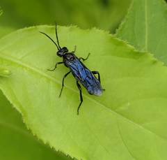 Lagium atroviolaceum