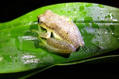Heterixalus punctatus