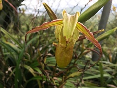 Phragmipedium longifolium