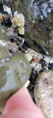 Hemigrapsus oregonensis