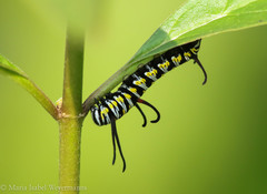 Danaus gilippus
