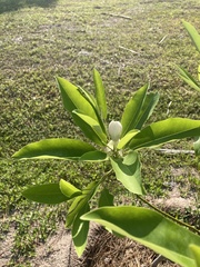 Sabatia grandiflora
