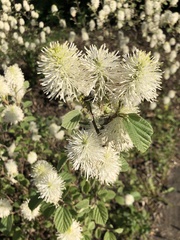 Fothergilla gardenii