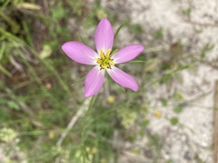 Sabatia grandiflora