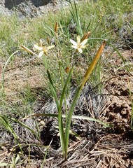 Triteleia ixioides anilina