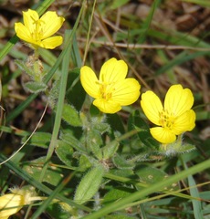 Oenothera pilosella