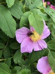 Cortodera longicornis