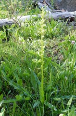 Platanthera sparsiflora